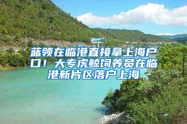 蓝领在临港直接拿上海户口！大专虎鲸饲养员在临港新片区落户上海