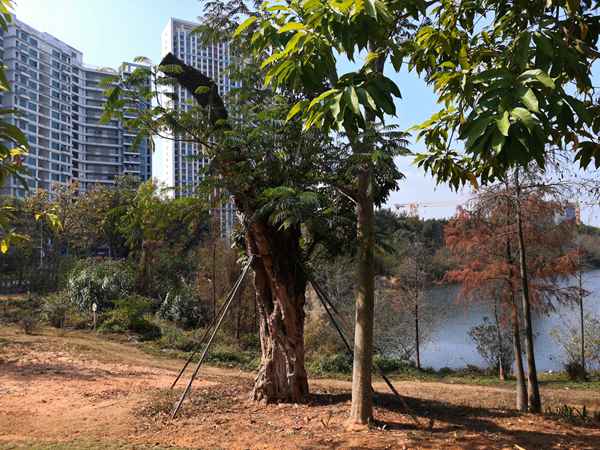 深圳集体户户口本预约