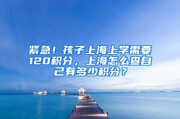 紧急！孩子上海上学需要120积分，上海怎么查自己有多少积分？